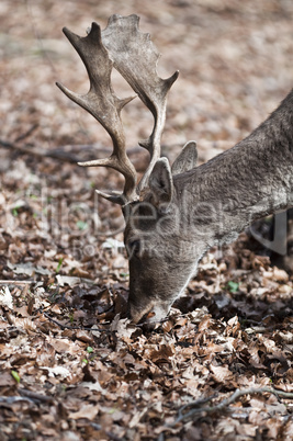 Fallow deer - Dama dama