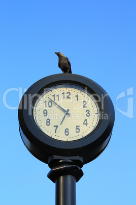 crows watching time