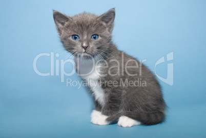 Kitten on blue