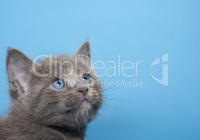 Kitten on blue