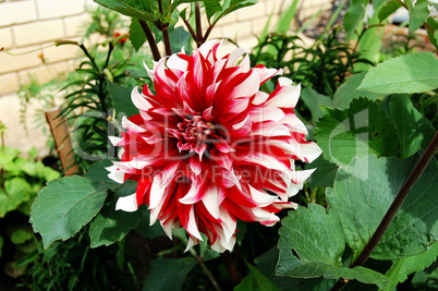 dahlia