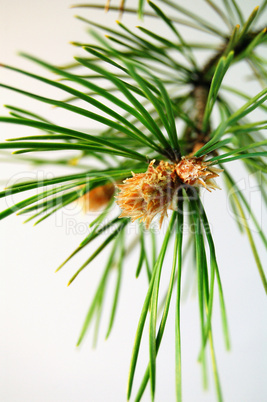 flowering pine