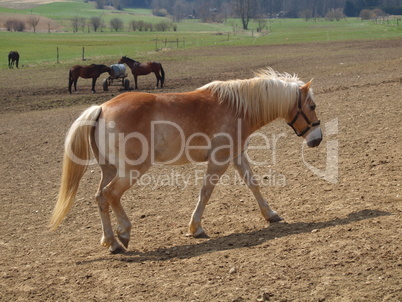 Haflinger