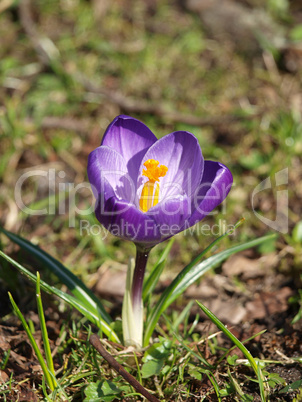 Krokus auf Wiese