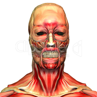 Schädel und Muskeln