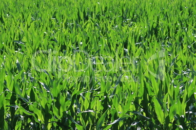 Maisfeld Maisfeld