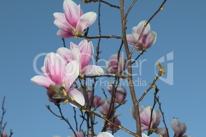 Magnolienzweige vor blauem Himmel