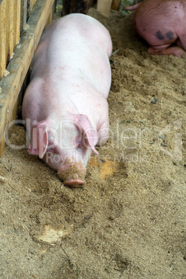 Pig in frame