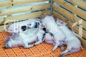 Piglings sleeping