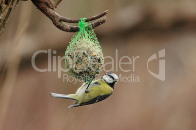 Blaumeise (Parus caeruleus)