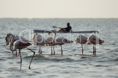 Kajakfahrer und Flamingos