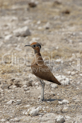 Rostrennvogel (Cursorius rufus)