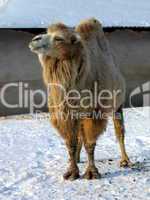 Camel on snow