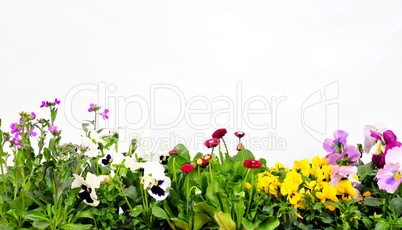 Blumen Hintergrund Blumen Hintergrund
