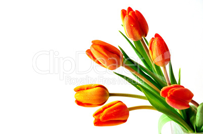 Frühling Blumen Tulpen