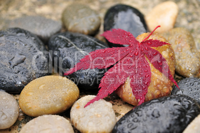 Steine Blatt Wassertropfen