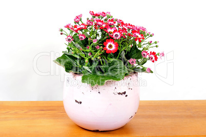 Cinerarie senecio cruentus Blume