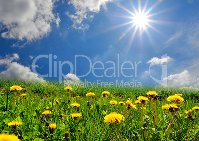 Landschaft Blumen Wiese blauer Himmel