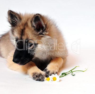 Hund Welpe Blume