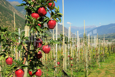 Apfel am Baum - apple on tree 138