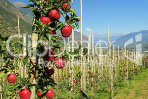Apfel am Baum - apple on tree 138