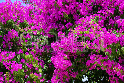 Bougainvillea 06