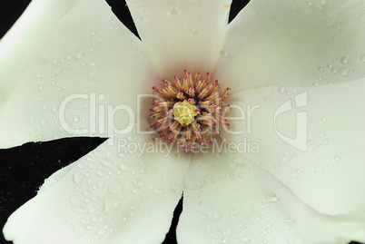 magnolienmacro 1