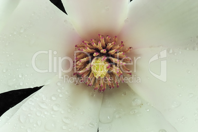 magnolienmacro 2