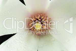 magnolienmacro 5