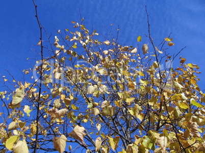 Yellow leaves