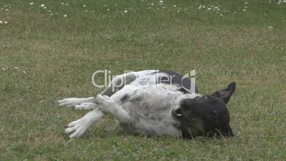 Fox Terrier dog scratches