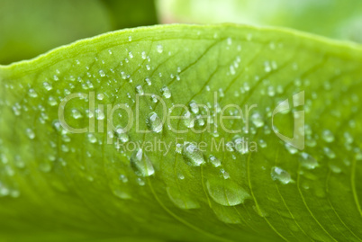 Wet Green Leaves in a Garden