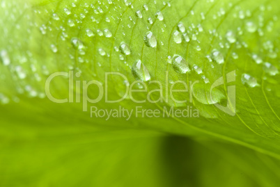 Wet Green Leaves in a Garden