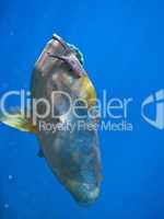 Humphead Maori Wrasse, Australia