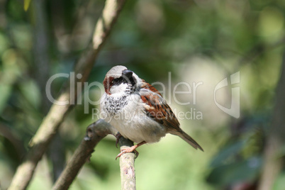 Spatz - Passer domesticus