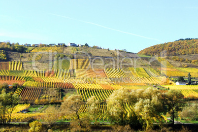 Weinberge bei Reil