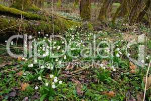 Märzenbecher - wild daffodil 07