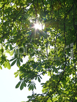 Blätter der Rosskastanie mit Sonne