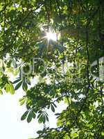 Blätter der Rosskastanie mit Sonne