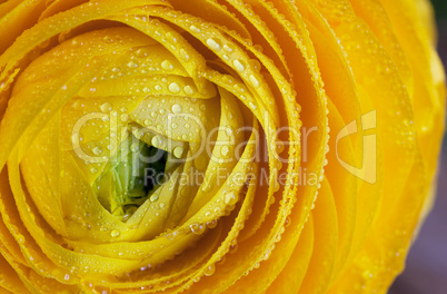 Yellow Persian Buttercup Flower Ranunculus asiaticus