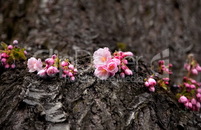 Kirschblüten