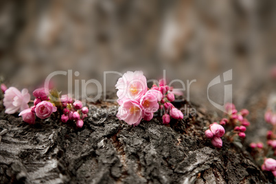 Kirschblüten