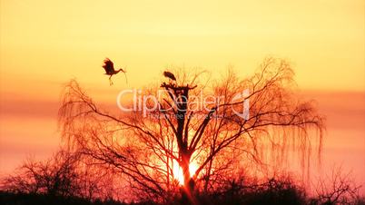 Pair of white storks at sunset