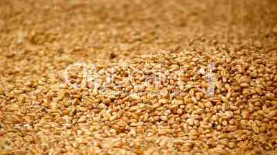 Grain of wheat