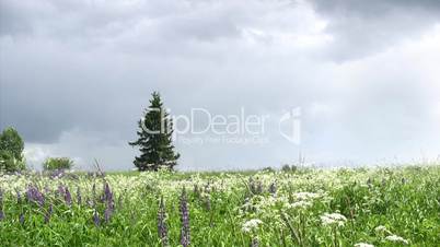 Meadow with lupine flowers