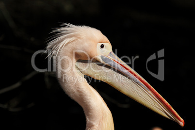 Rosapelikan (Pelecanus onocrotalus)