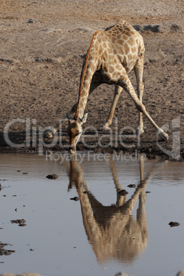 Trinkende Giraffe