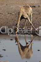 Trinkende Giraffe