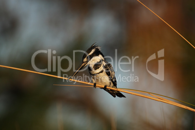 Graufischer (Ceryle rudis)