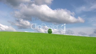 Summer landscape - green field and lonely tree